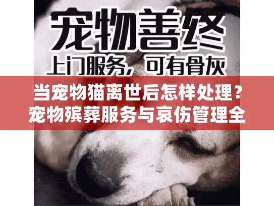 当宠物猫离世后怎样处理？宠物殡葬服务与哀伤管理全攻略