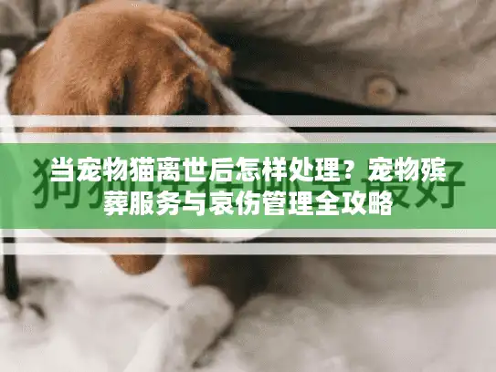 当宠物猫离世后怎样处理？宠物殡葬服务与哀伤管理全攻略