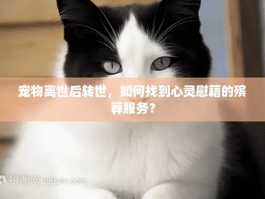 宠物离世后转世，如何找到心灵慰藉的殡葬服务？