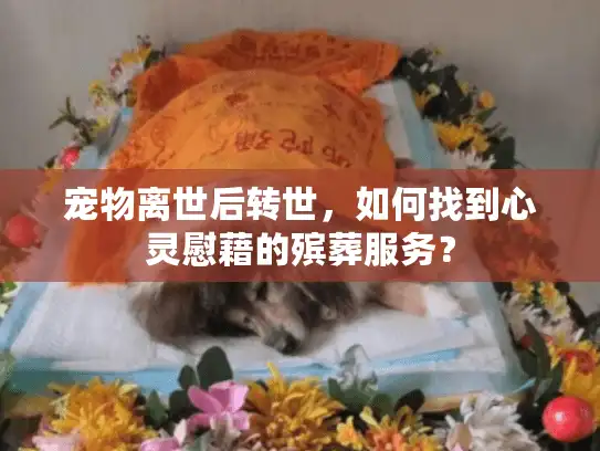 宠物离世后转世，如何找到心灵慰藉的殡葬服务？