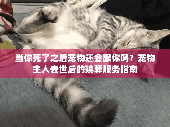 当你死了之后宠物还会跟你吗？宠物主人去世后的殡葬服务指南