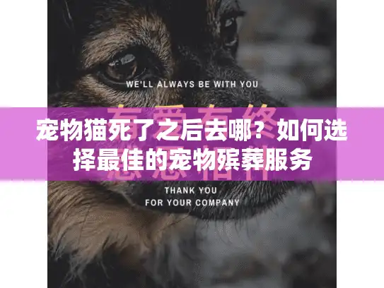 宠物猫死了之后去哪？如何选择最佳的宠物殡葬服务