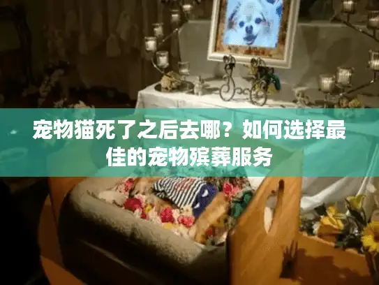 宠物猫死了之后去哪？如何选择最佳的宠物殡葬服务
