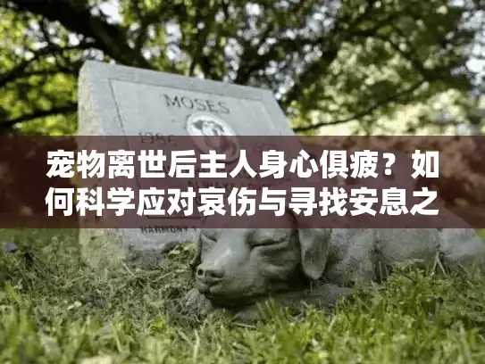 宠物离世后主人身心俱疲？如何科学应对哀伤与寻找安息之所