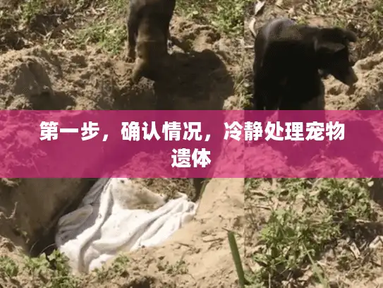 第一步，确认情况，冷静处理宠物遗体