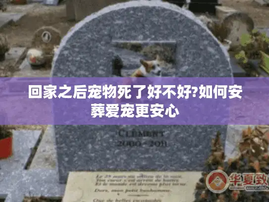 回家之后宠物死了好不好?如何安葬爱宠更安心