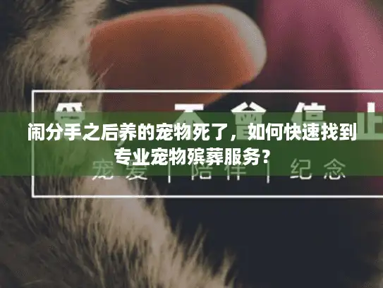 闹分手之后养的宠物死了，如何快速找到专业宠物殡葬服务？