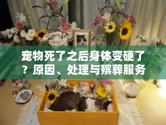宠物死了之后身体变硬了？原因、处理与殡葬服务指南