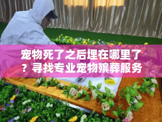 宠物死了之后埋在哪里了？寻找专业宠物殡葬服务的最佳去处