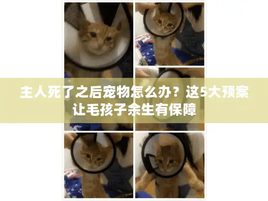 主人死了之后宠物怎么办？这5大预案让毛孩子余生有保障