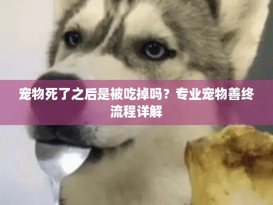 宠物死了之后是被吃掉吗？专业宠物善终流程详解