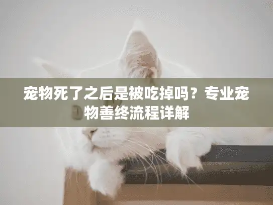 宠物死了之后是被吃掉吗？专业宠物善终流程详解