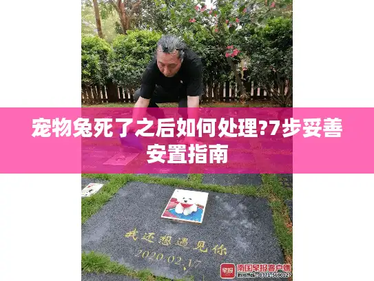 宠物兔死了之后如何处理?7步妥善安置指南