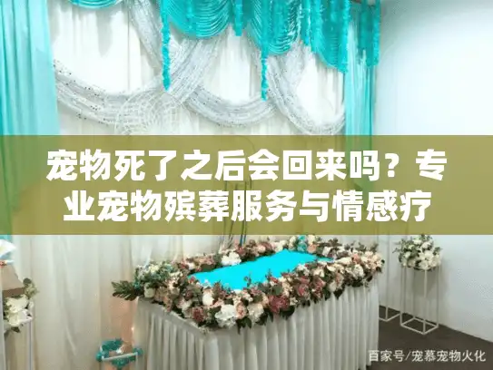 宠物死了之后会回来吗？专业宠物殡葬服务与情感疗愈指南