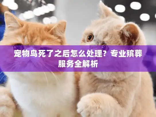 宠物鸟死了之后怎么处理？专业殡葬服务全解析