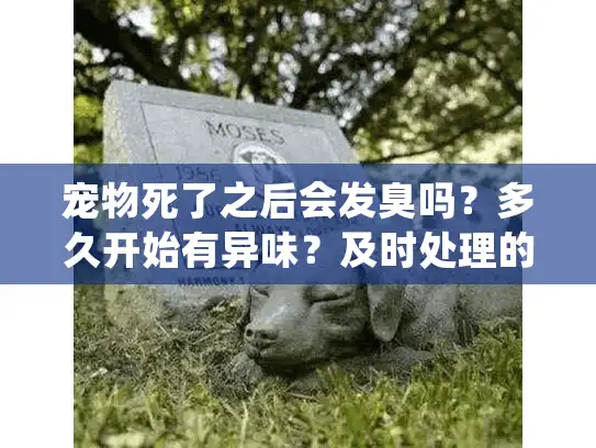 宠物死了之后会发臭吗？多久开始有异味？及时处理的科学指南