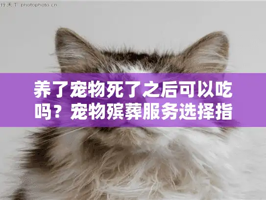 养了宠物死了之后可以吃吗？宠物殡葬服务选择指南