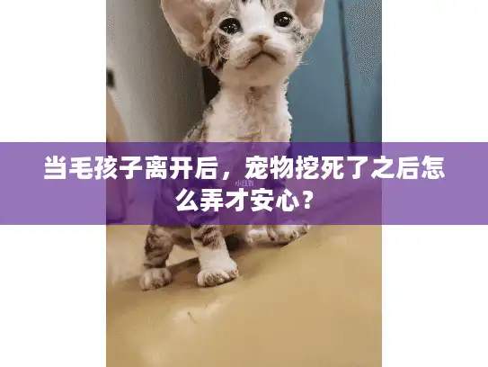 当毛孩子离开后，宠物挖死了之后怎么弄才安心？