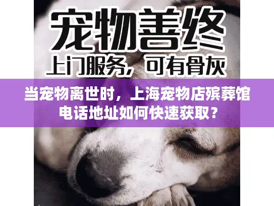 当宠物离世时，上海宠物店殡葬馆电话地址如何快速获取？