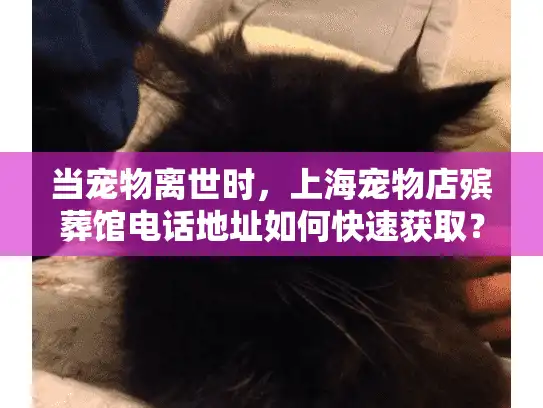 当宠物离世时，上海宠物店殡葬馆电话地址如何快速获取？