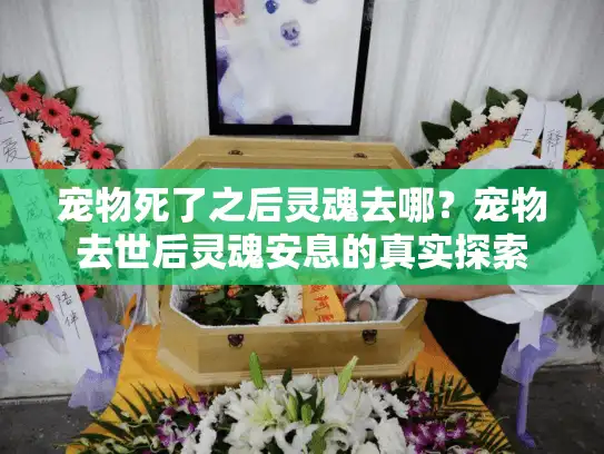 宠物死了之后灵魂去哪？宠物去世后灵魂安息的真实探索