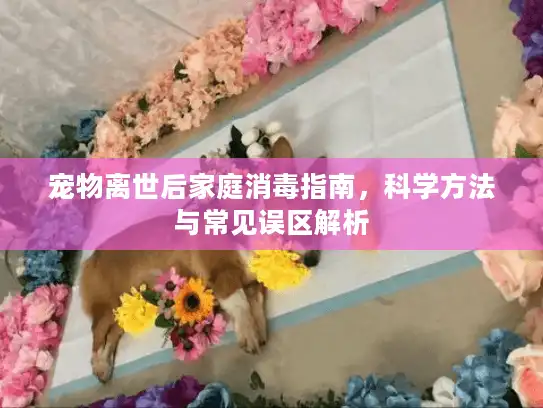 宠物离世后家庭消毒指南，科学方法与常见误区解析