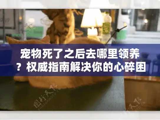 宠物死了之后去哪里领养？权威指南解决你的心碎困惑