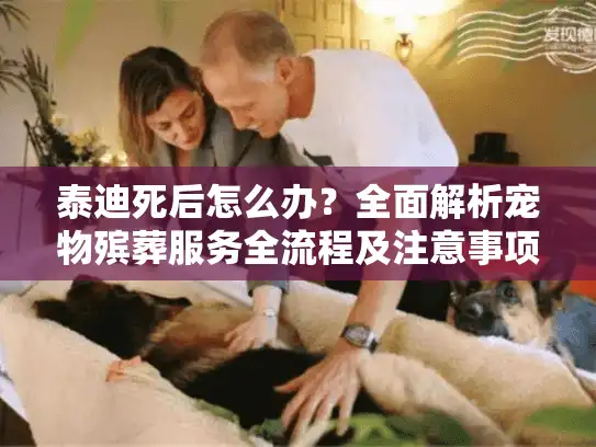 泰迪死后怎么办？全面解析宠物殡葬服务全流程及注意事项