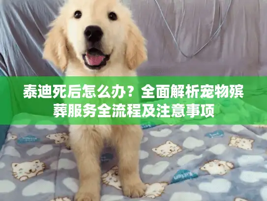 泰迪死后怎么办？全面解析宠物殡葬服务全流程及注意事项