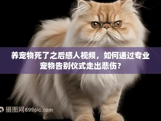 养宠物死了之后感人视频，如何通过专业宠物告别仪式走出悲伤？