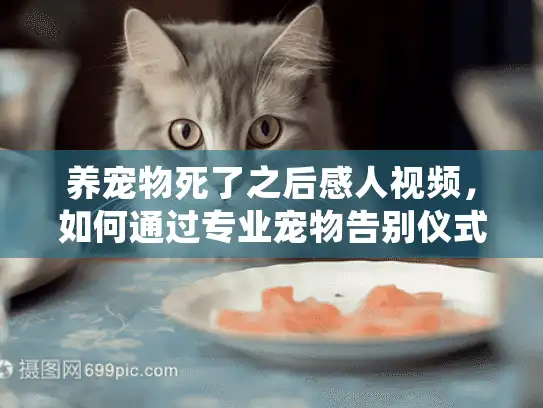 养宠物死了之后感人视频，如何通过专业宠物告别仪式走出悲伤？
