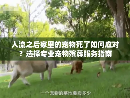 人流之后家里的宠物死了如何应对？选择专业宠物殡葬服务指南