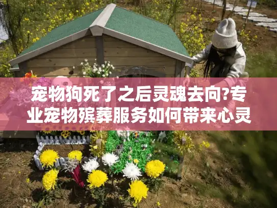 宠物狗死了之后灵魂去向?专业宠物殡葬服务如何带来心灵慰藉