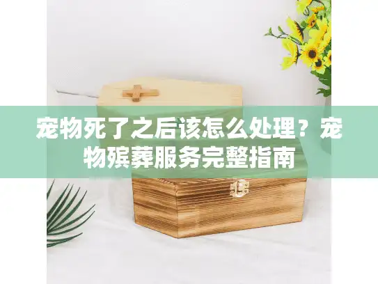 宠物死了之后该怎么处理？宠物殡葬服务完整指南