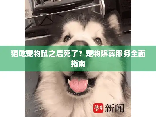 猫吃宠物鼠之后死了？宠物殡葬服务全面指南