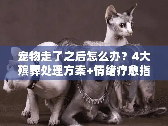 宠物走了之后怎么办？4大殡葬处理方案+情绪疗愈指南