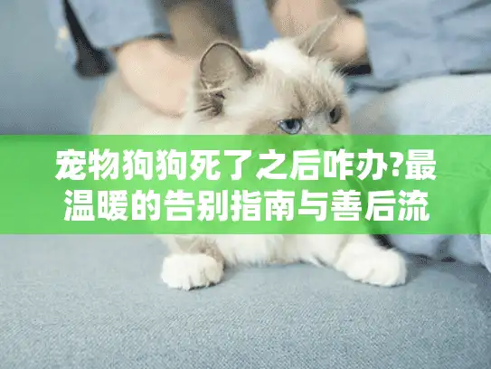 宠物狗狗死了之后咋办?最温暖的告别指南与善后流程