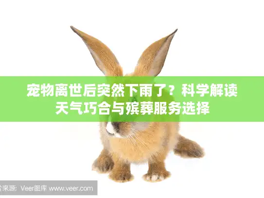 宠物离世后突然下雨了？科学解读天气巧合与殡葬服务选择