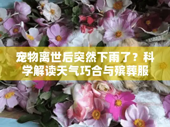 宠物离世后突然下雨了？科学解读天气巧合与殡葬服务选择
