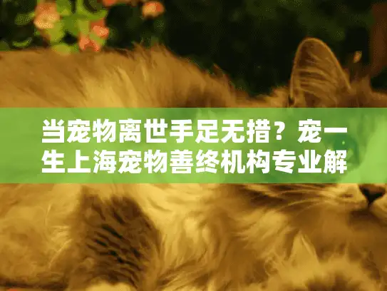 当宠物离世手足无措？宠一生上海宠物善终机构专业解决方案助你安心