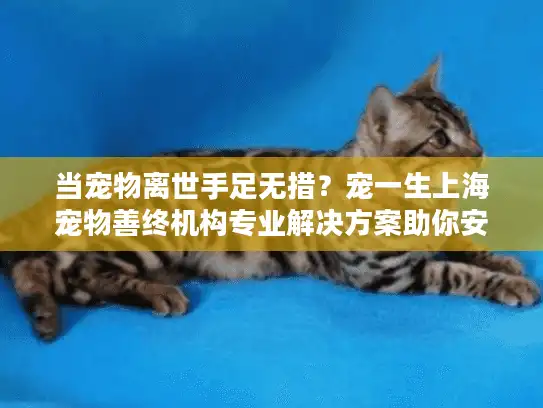当宠物离世手足无措？宠一生上海宠物善终机构专业解决方案助你安心