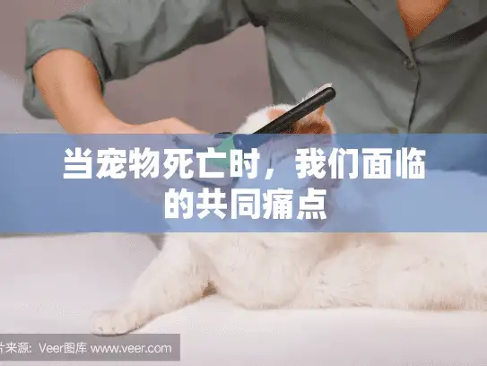 当宠物死亡时，我们面临的共同痛点