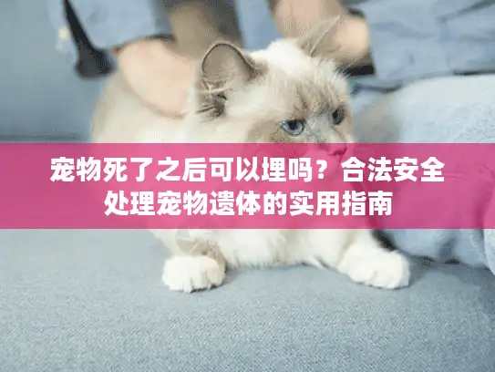 宠物死了之后可以埋吗？合法安全处理宠物遗体的实用指南