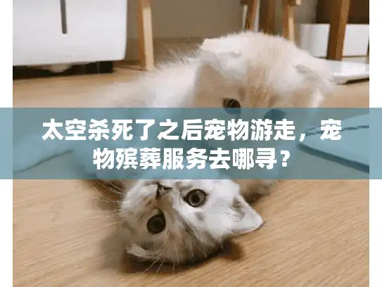 太空杀死了之后宠物游走，宠物殡葬服务去哪寻？