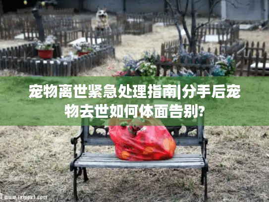 宠物离世紧急处理指南|分手后宠物去世如何体面告别?