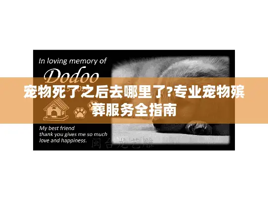 宠物死了之后去哪里了?专业宠物殡葬服务全指南