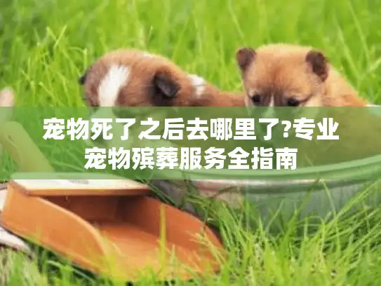 宠物死了之后去哪里了?专业宠物殡葬服务全指南