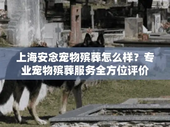 上海安念宠物殡葬怎么样？专业宠物殡葬服务全方位评价