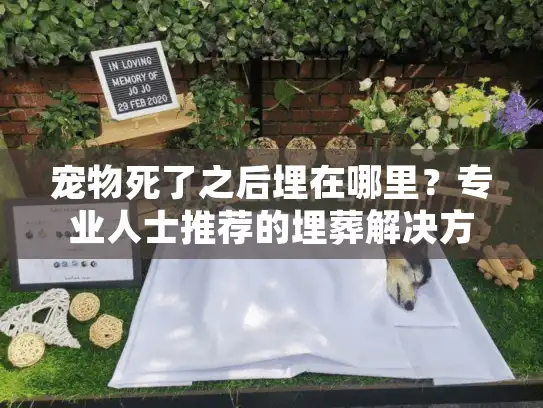 宠物死了之后埋在哪里？专业人士推荐的埋葬解决方案