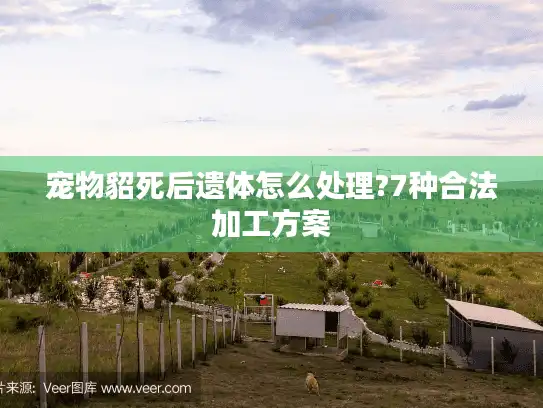 宠物貂死后遗体怎么处理?7种合法加工方案